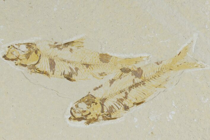 Two Detailed Fossil Fish (Knightia) - Wyoming #177327